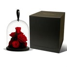 Red roses under a glass dome with a black box on a white background