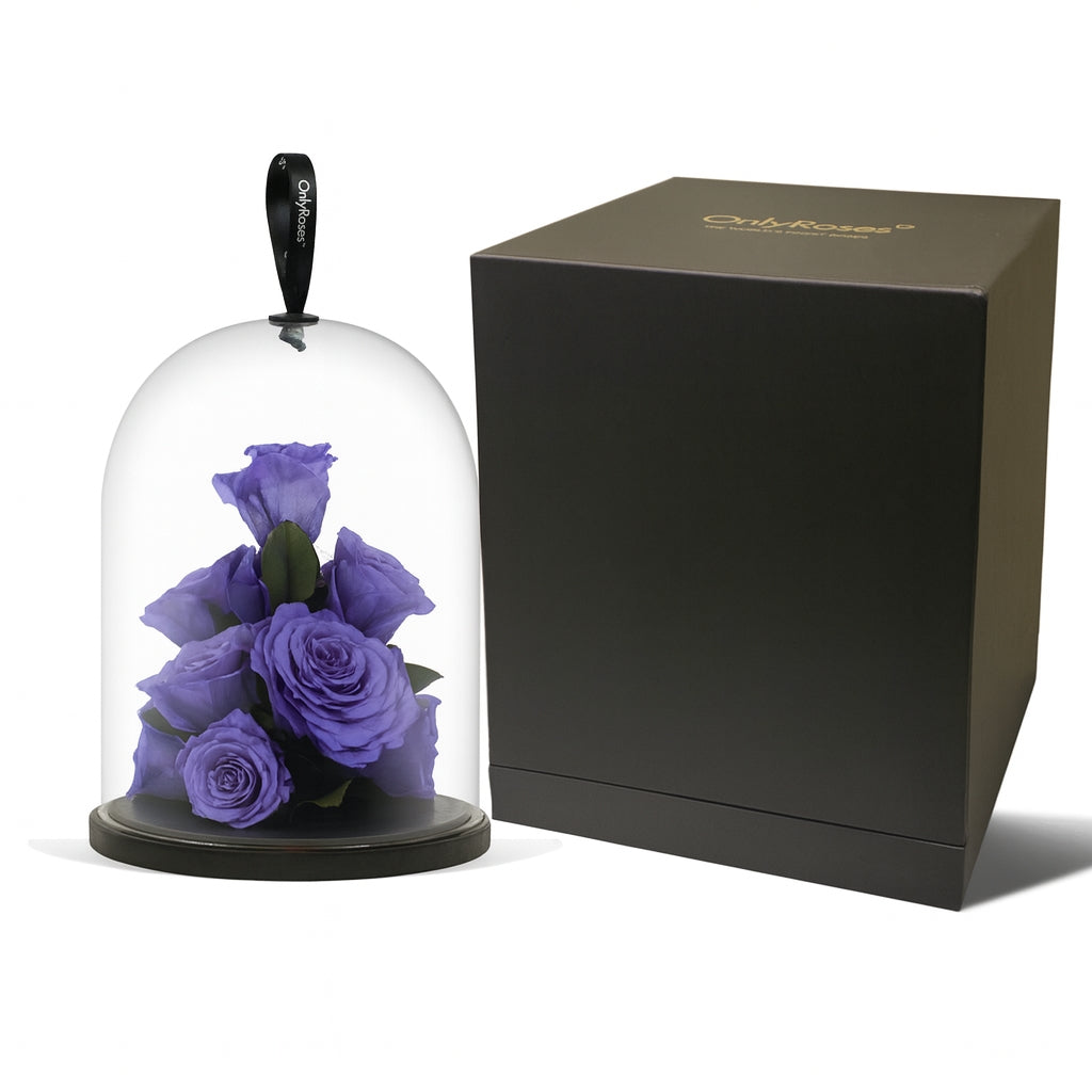 Purple roses in a glass dome with a black box on a white background