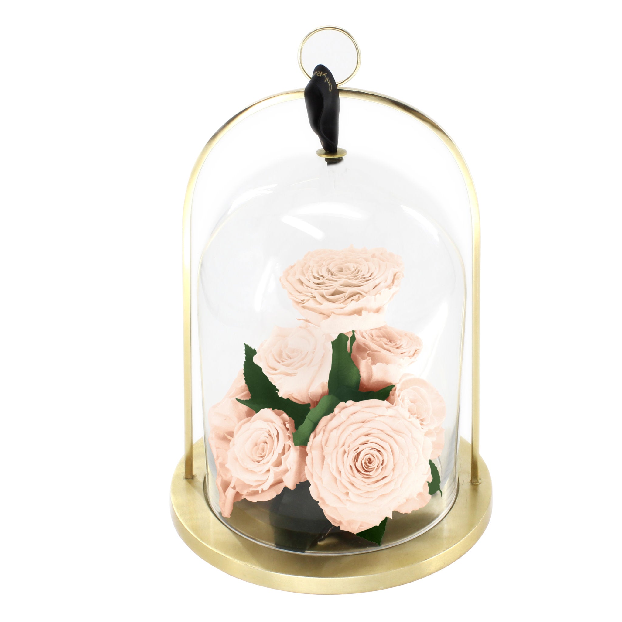 Glass dome with pink roses on a white background