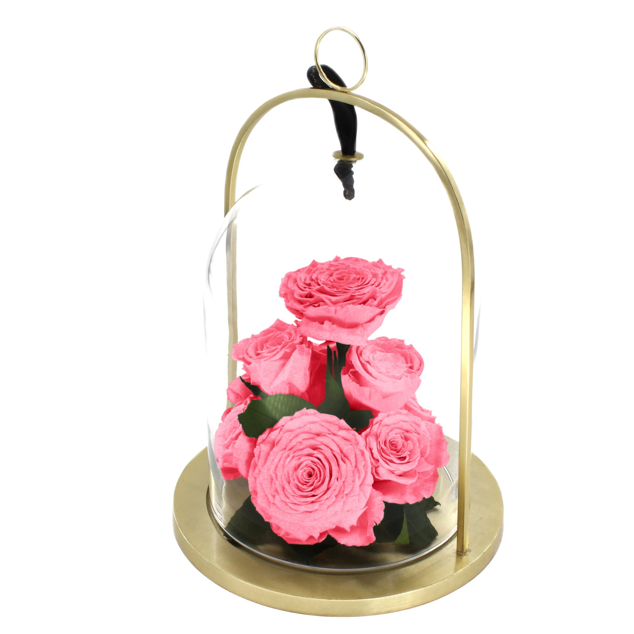 Pink roses under a glass dome with a gold base on a white background