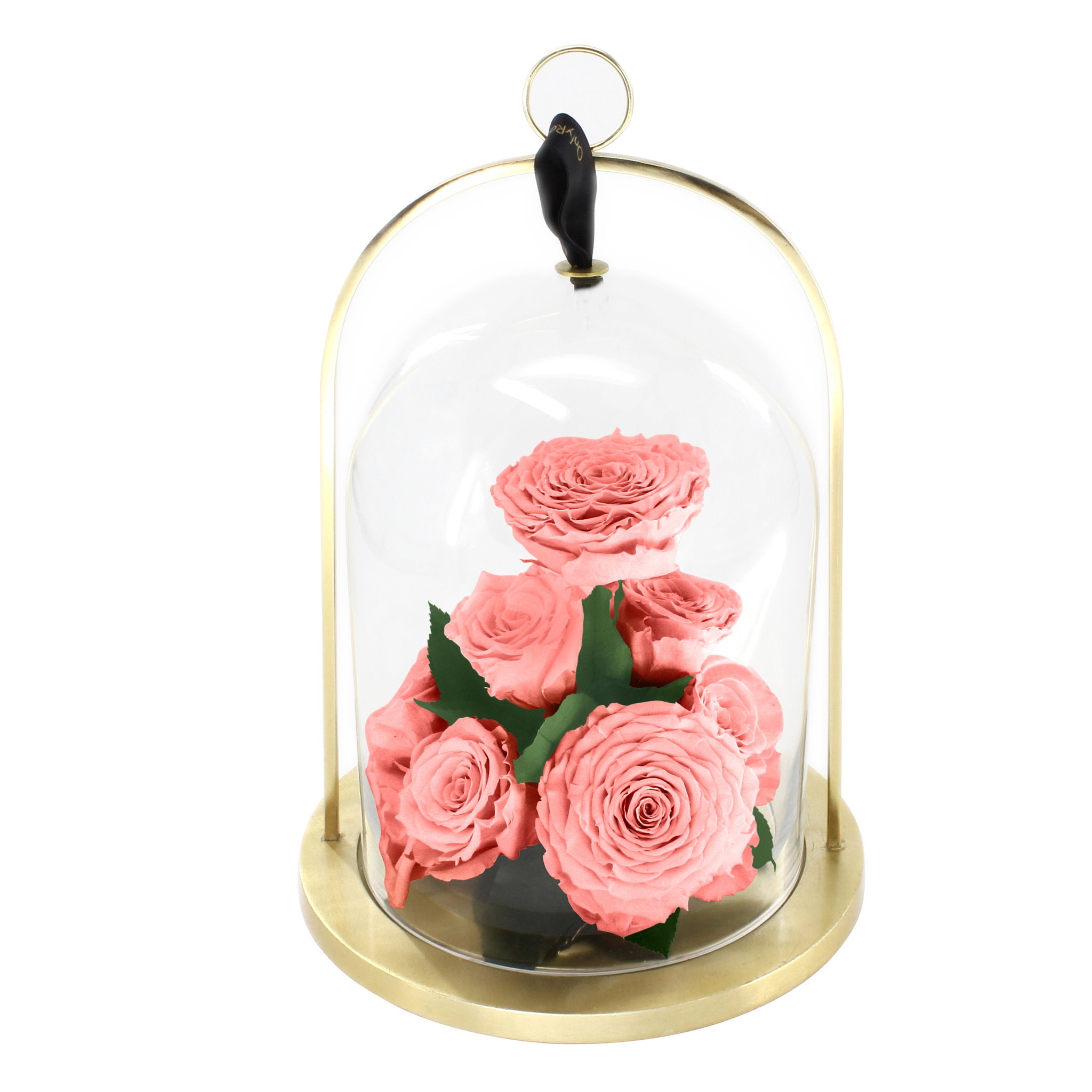 Pink roses under a glass dome with a gold base on a white background