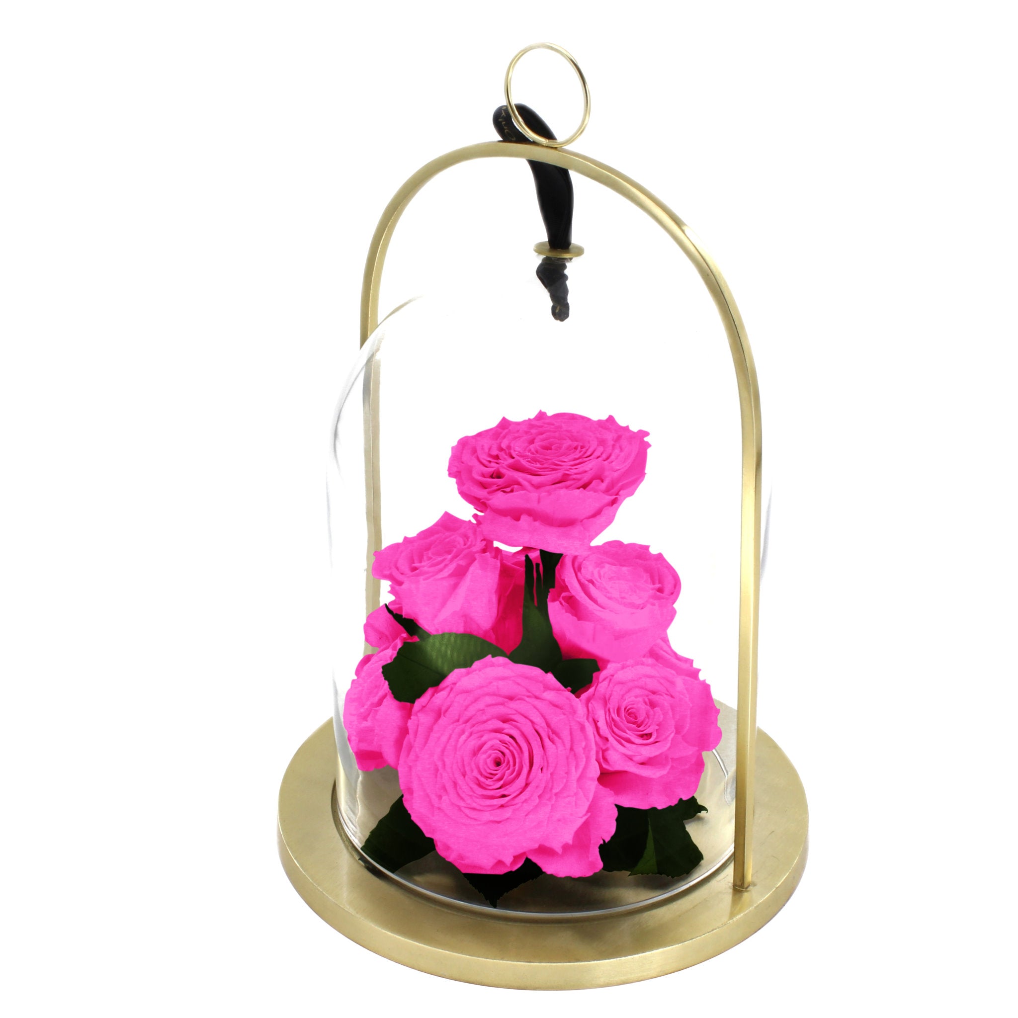 Pink roses in a glass dome with gold base on a white background