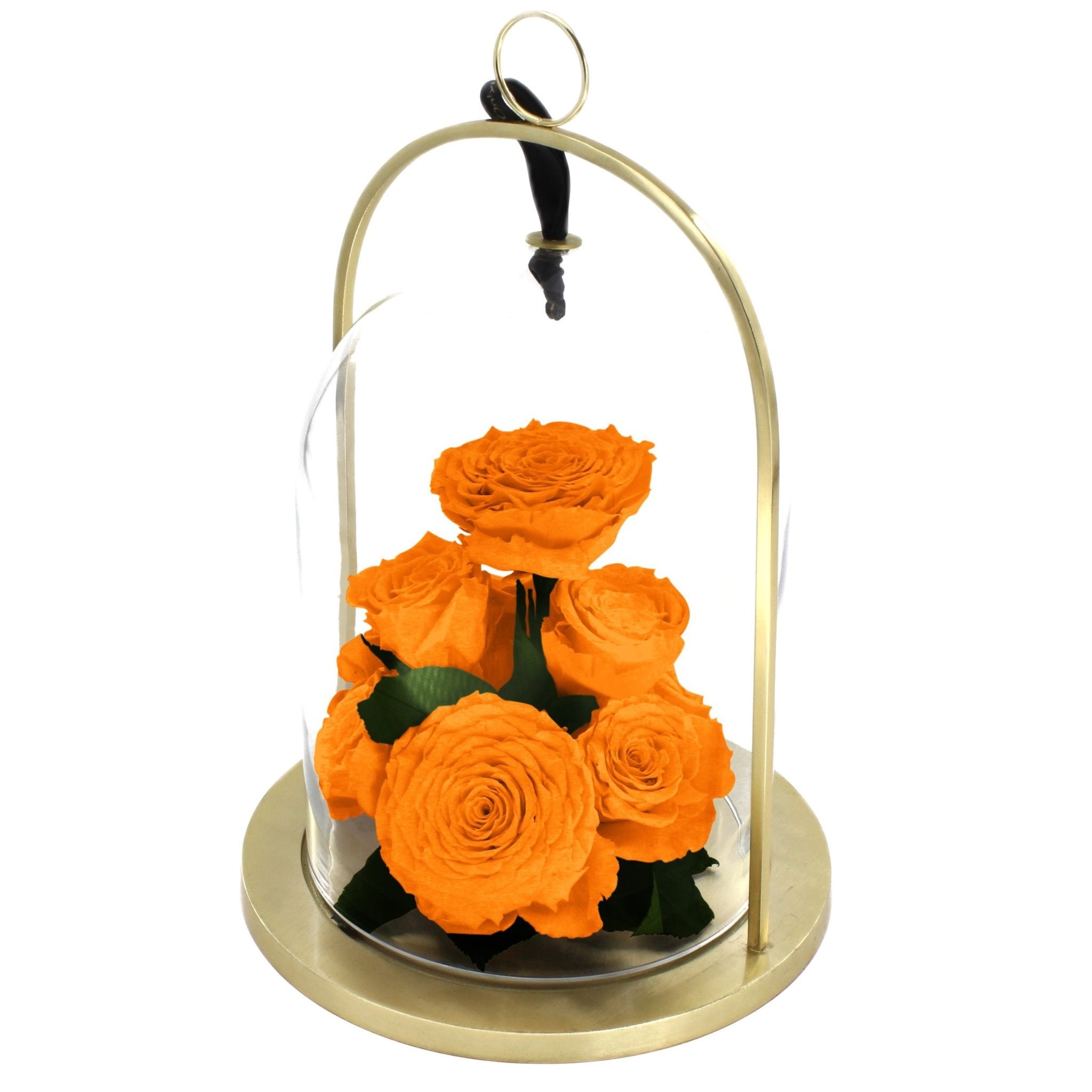 Orangish-red roses in a glass dome with gold base on a white background