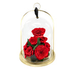 Red roses under a glass dome with a gold base on a white background