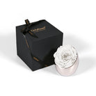 White rose in a pink holder next to a black box with 'Only Roses' branding on a white background