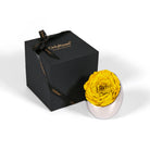Yellow rose in a silver holder next to an 'Only Roses' black box on a white background
