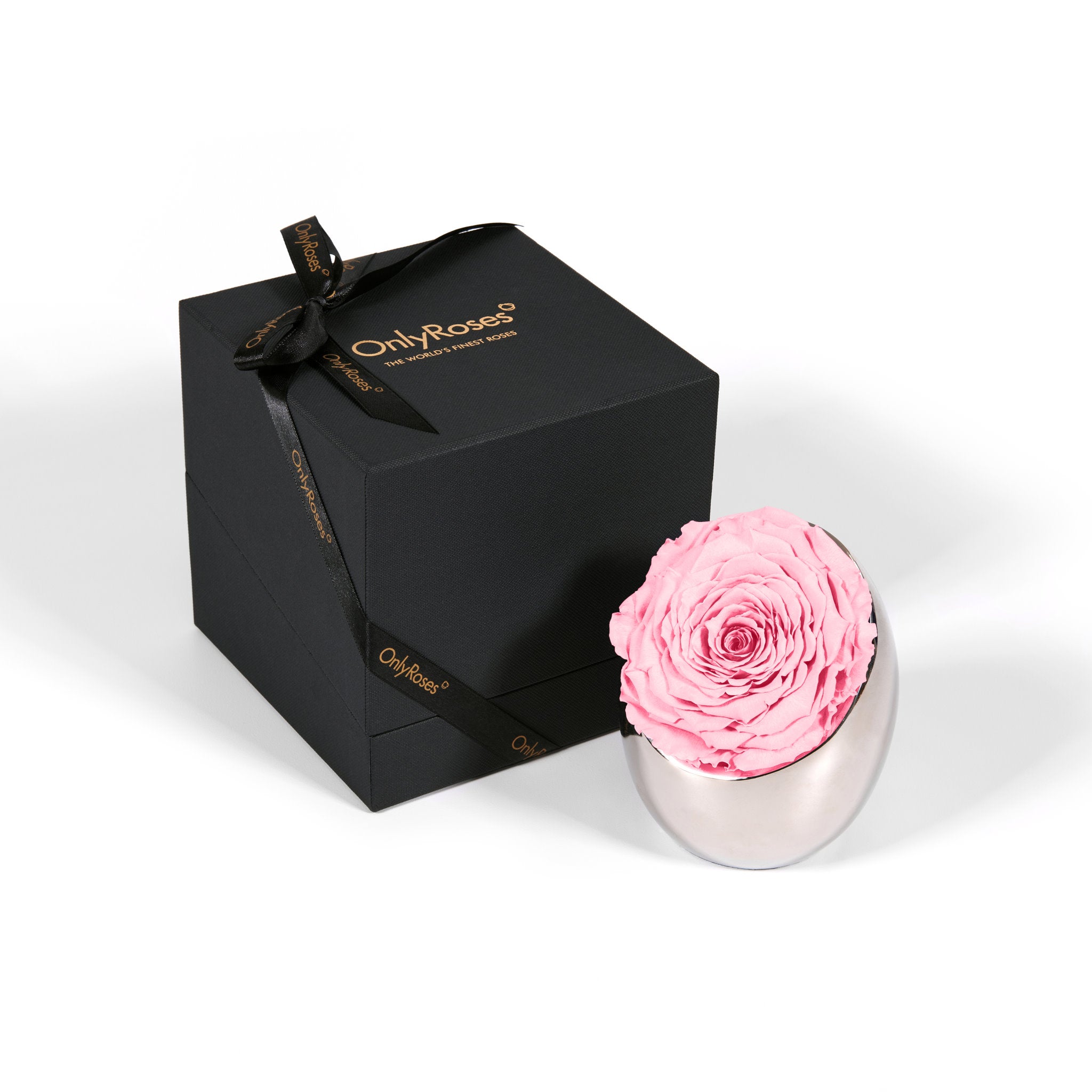 Pink rose in a silver holder next to an 'Only Roses' black box on a white background