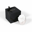 White rose in a silver holder next to a black box with 'Only Roses' branding on a white background