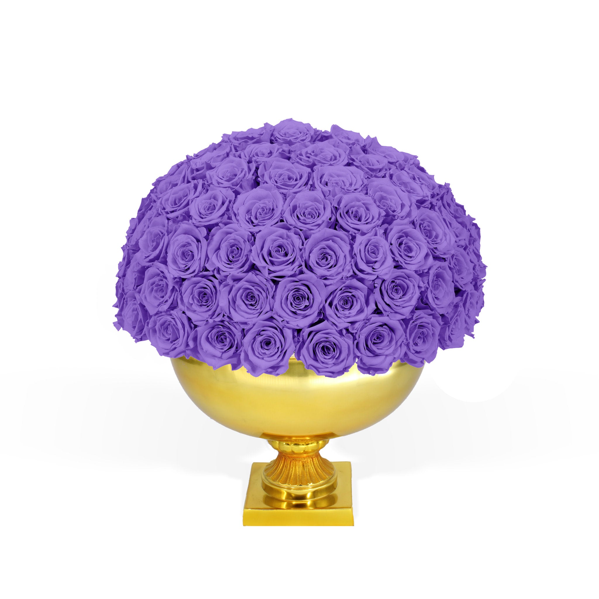 Purple roses in a gold vase on a white background