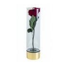 Red rose in a clear cylindrical vase with a gold base on a white background