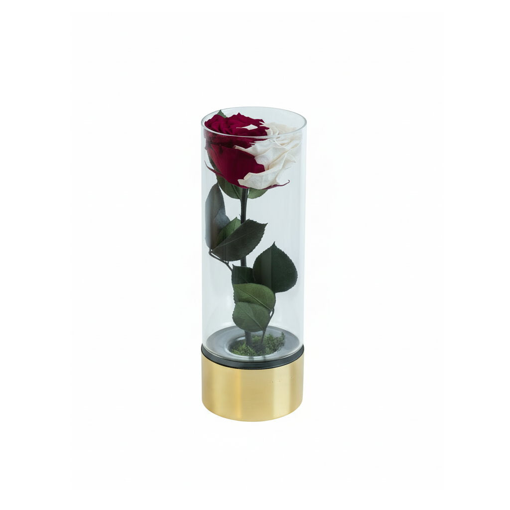 Glass cylinder with a red and white rose on a white background