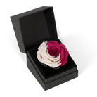 Two-toned rose in a black box on a white background