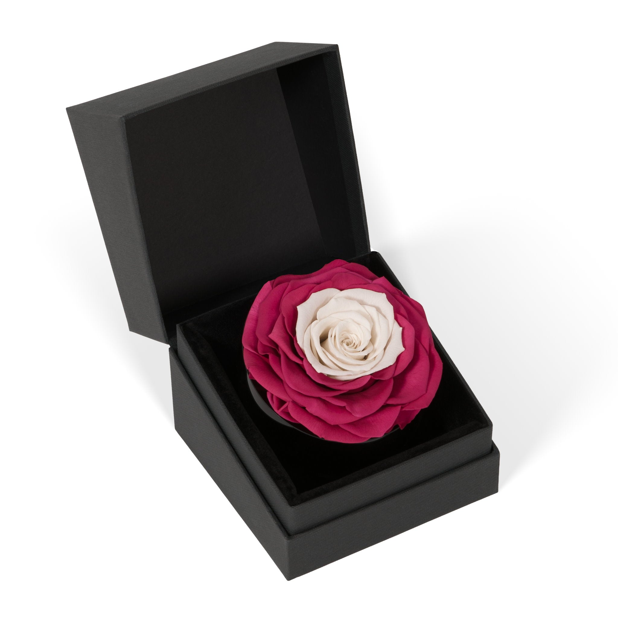 Black box with a pink and white rose inside on a white background