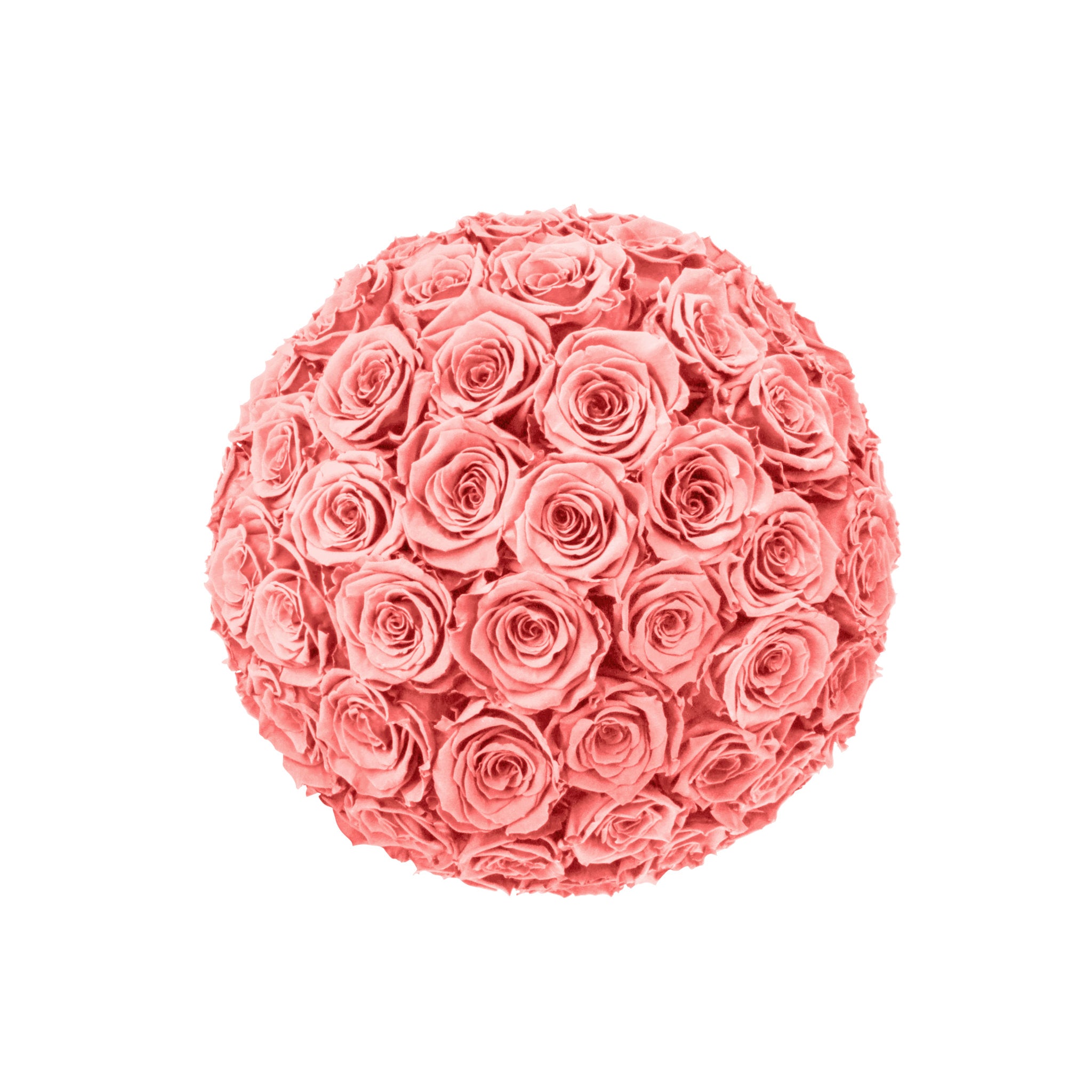 Pink rose ball on a white background