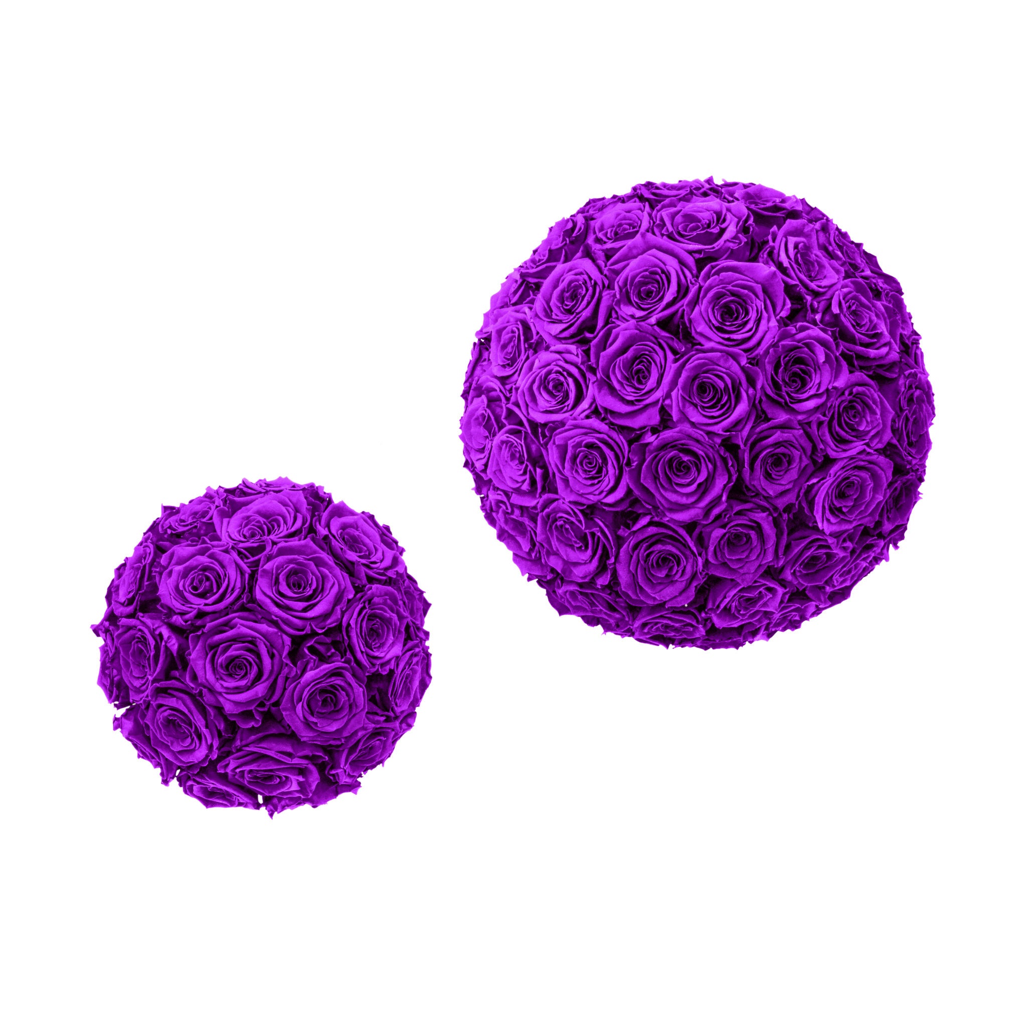 Two purple rose balls on a white background