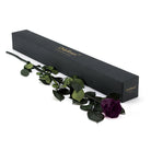 Purple rose with green leaves next to a black box labeled 'Only Roses' on a white background