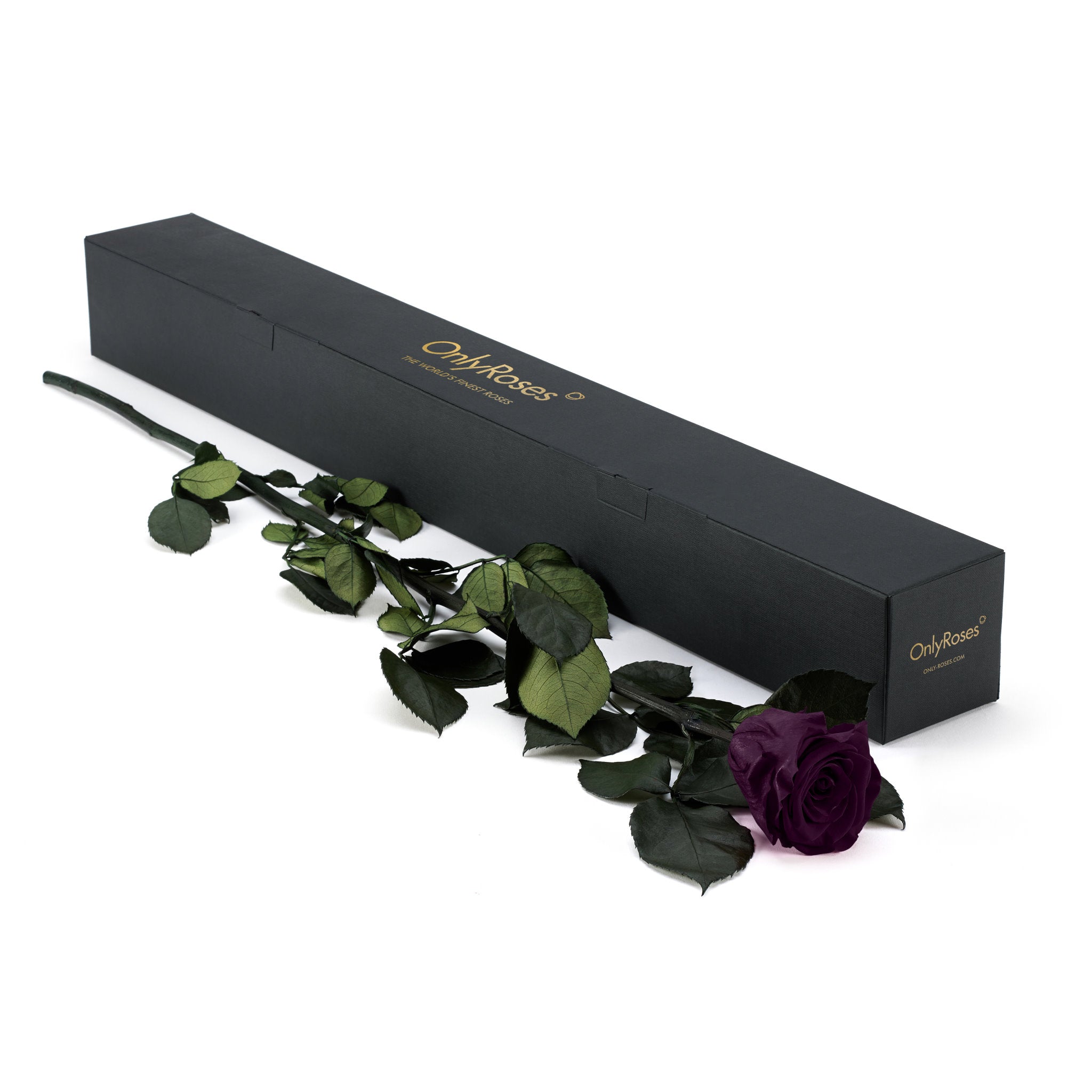 Purple rose with green leaves next to a black box labeled 'Only Roses' on a white background