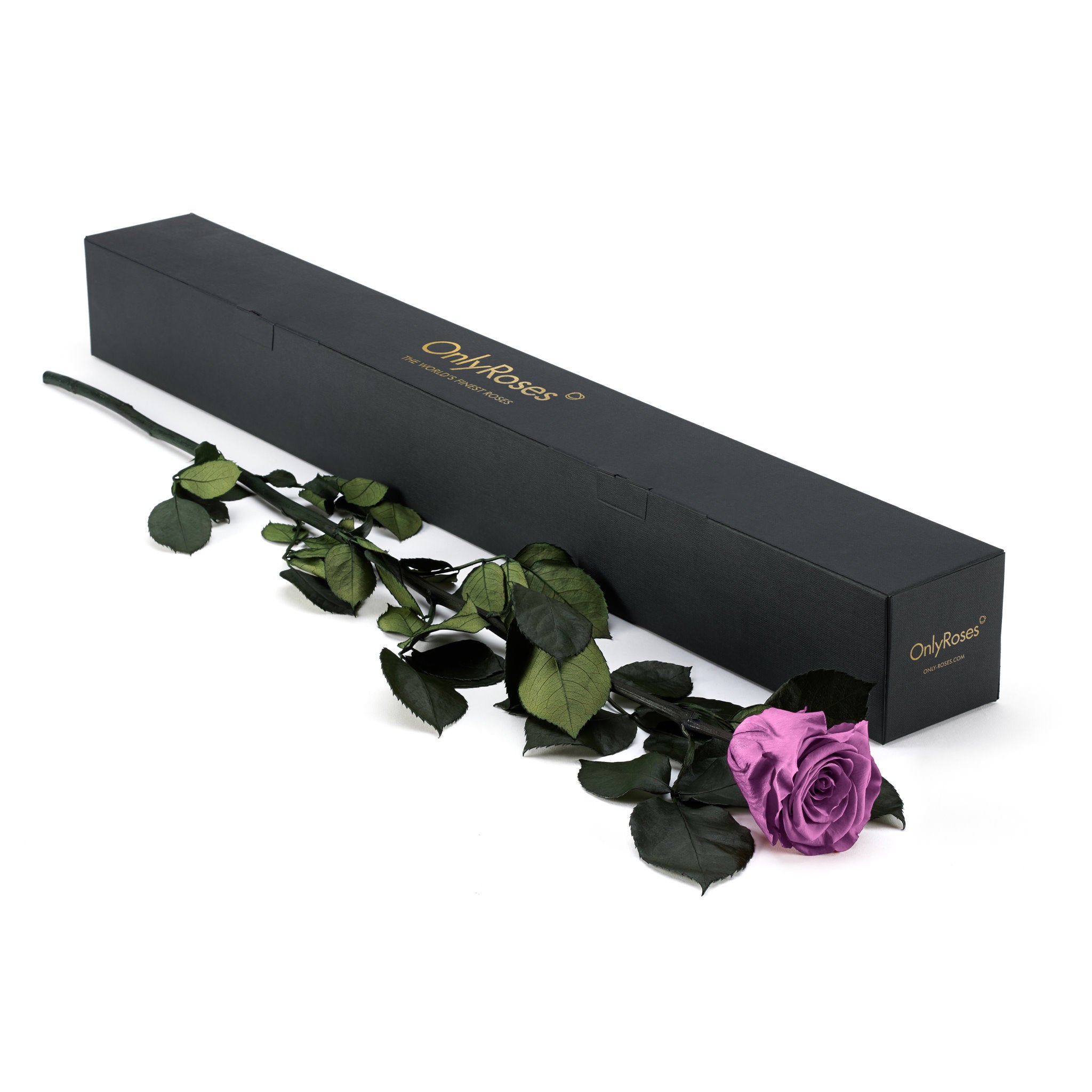 Purple rose with green leaves next to a black box labeled 'Only Roses' on a white background