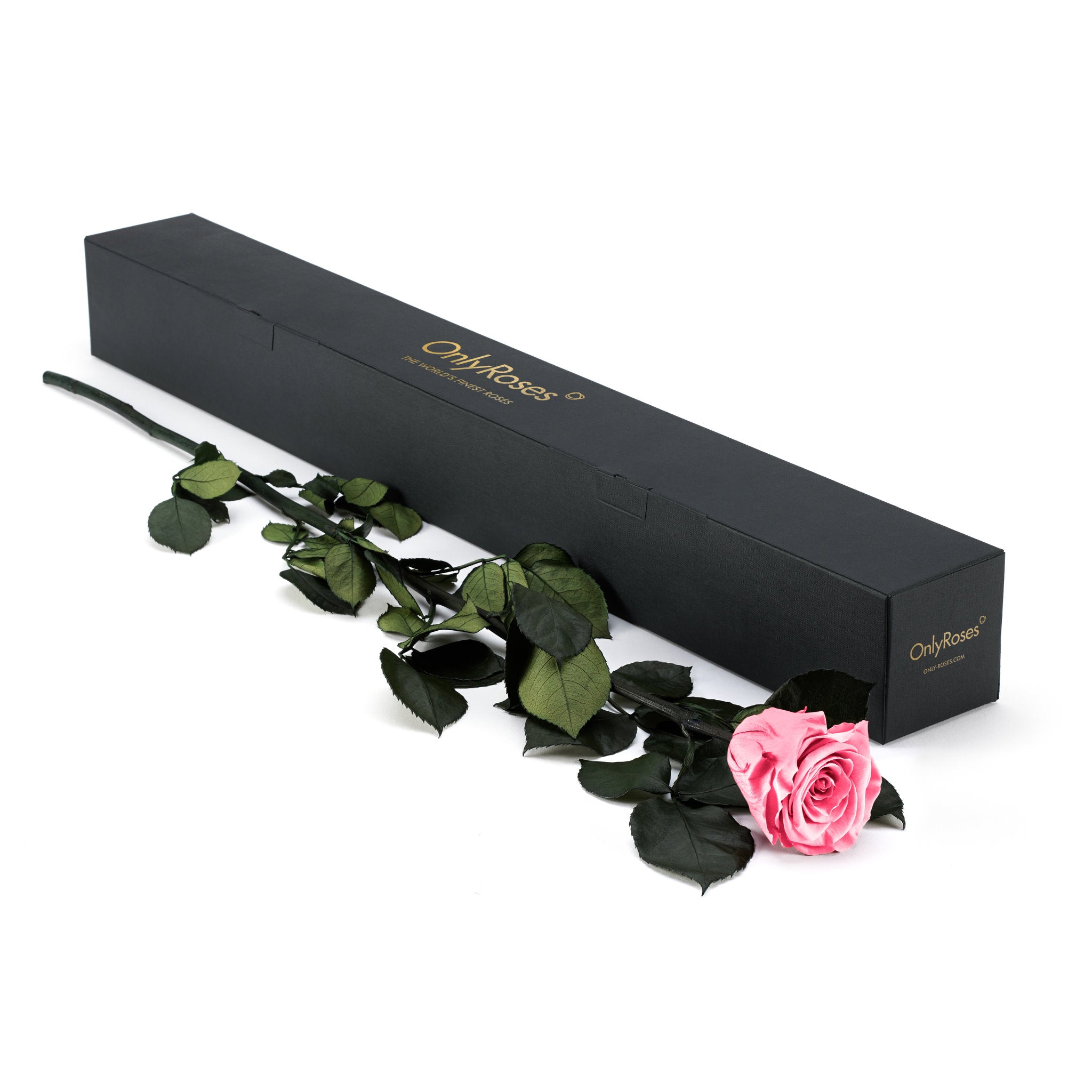 Pink rose with green leaves on a white background next to a black box labeled 'Only Roses'.