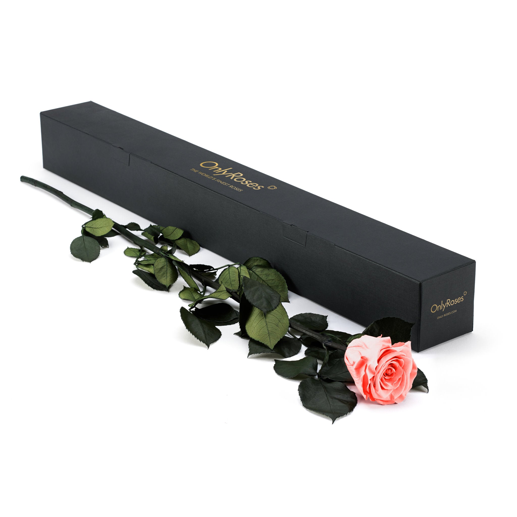 Pink rose with green leaves on a white background, next to a black box labeled 'Only Roses'.