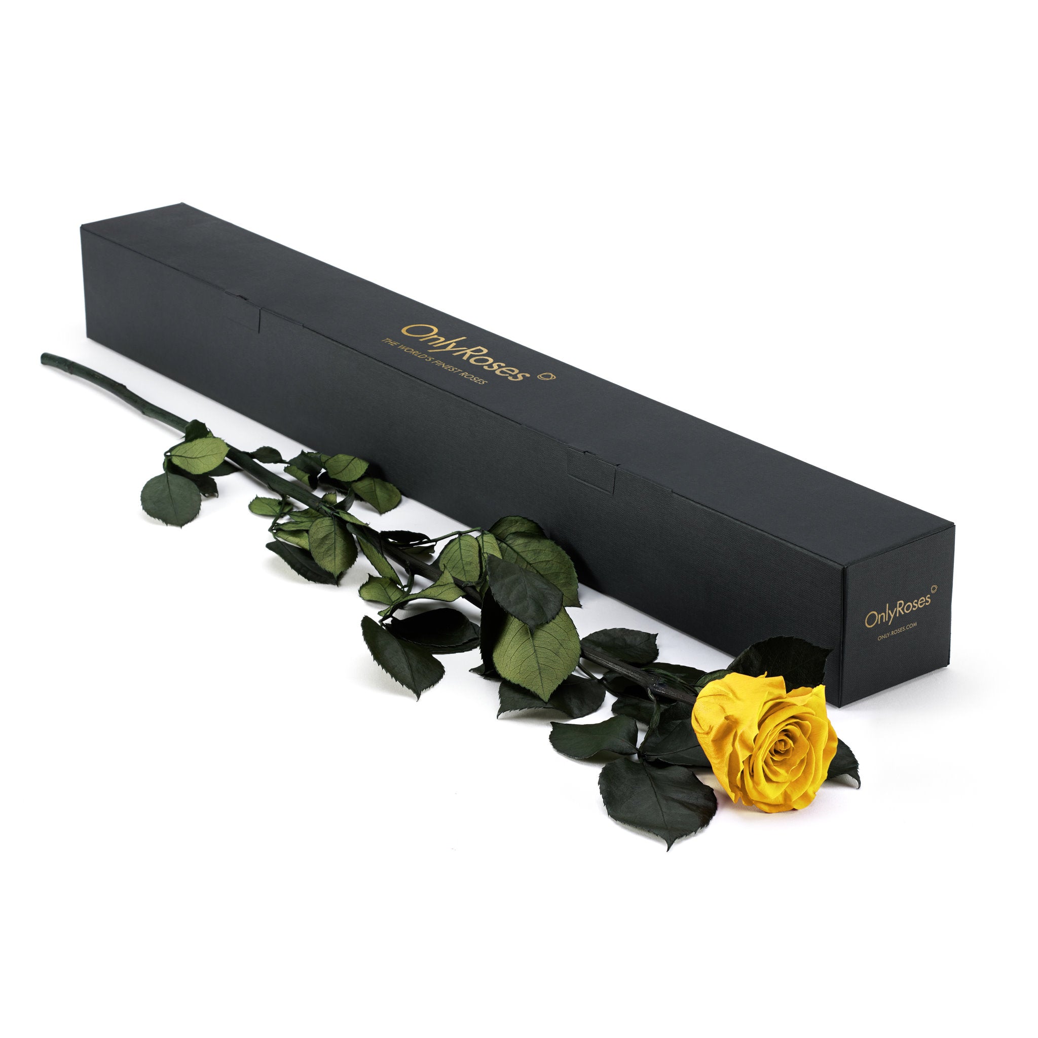 Yellow rose with green leaves next to a black box labeled 'Only Roses' on a white background