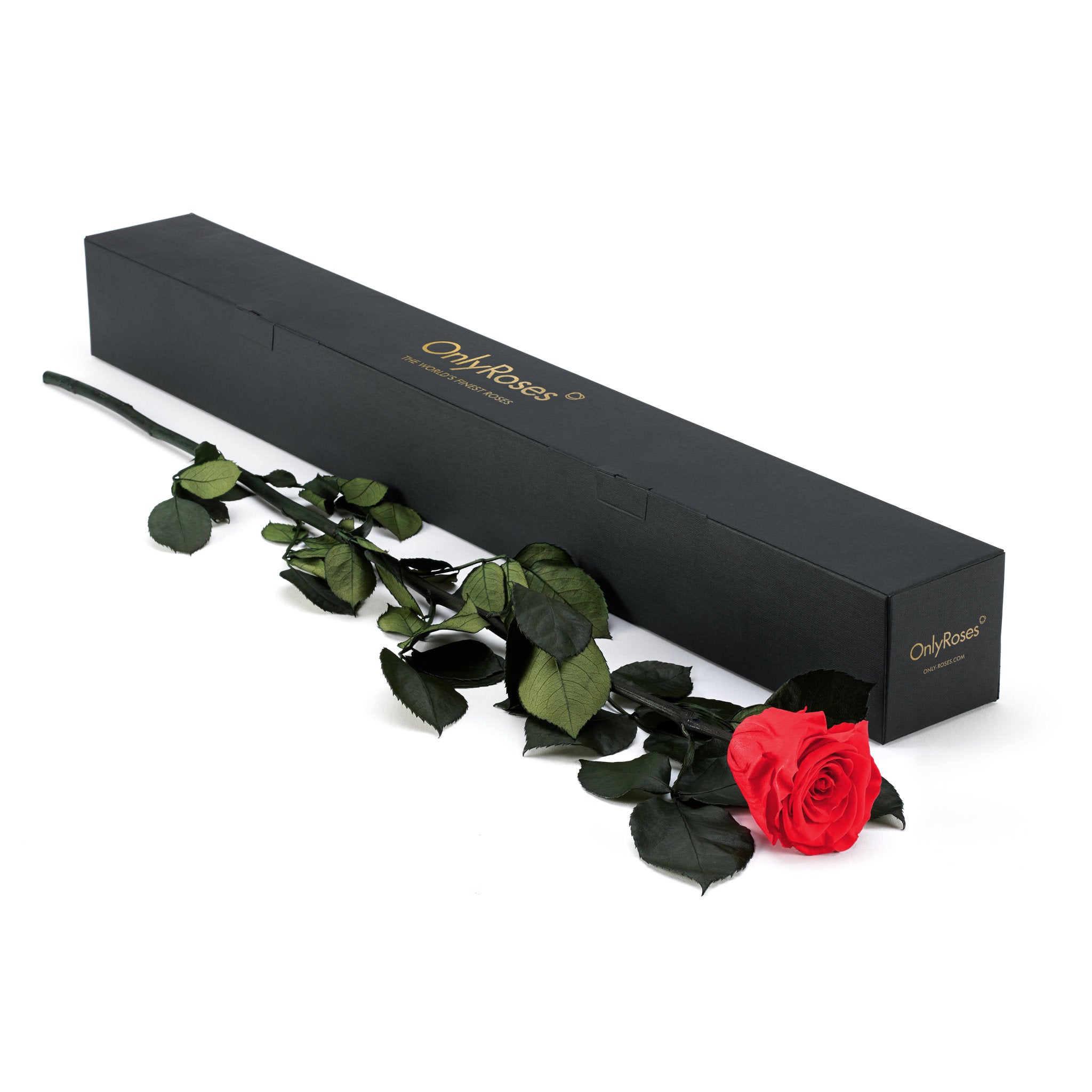 Red rose with green leaves in front of a black box labeled 'Only Roses' on a white background