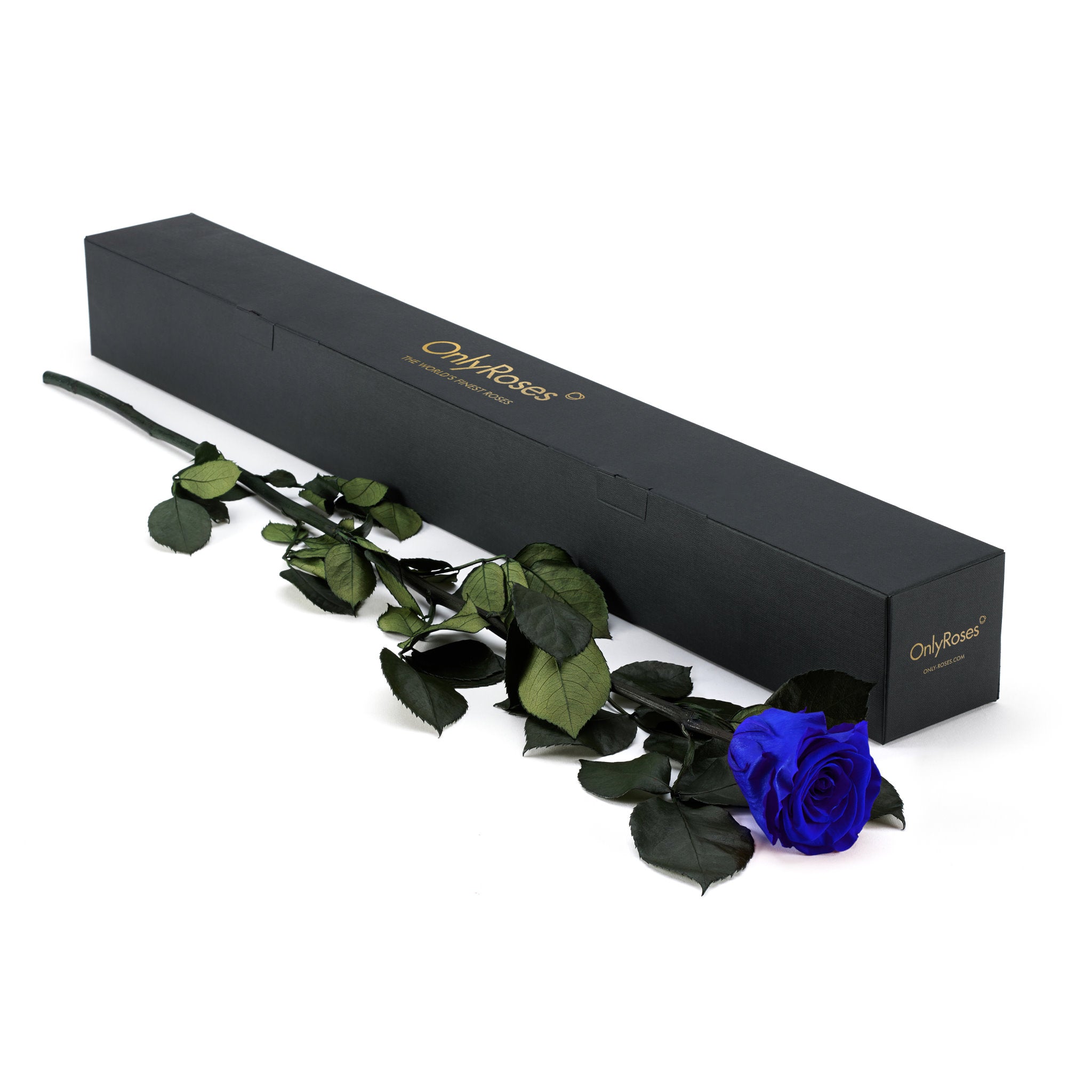 Blue rose with green leaves on a white background, next to a black box labeled 'Only Roses'.