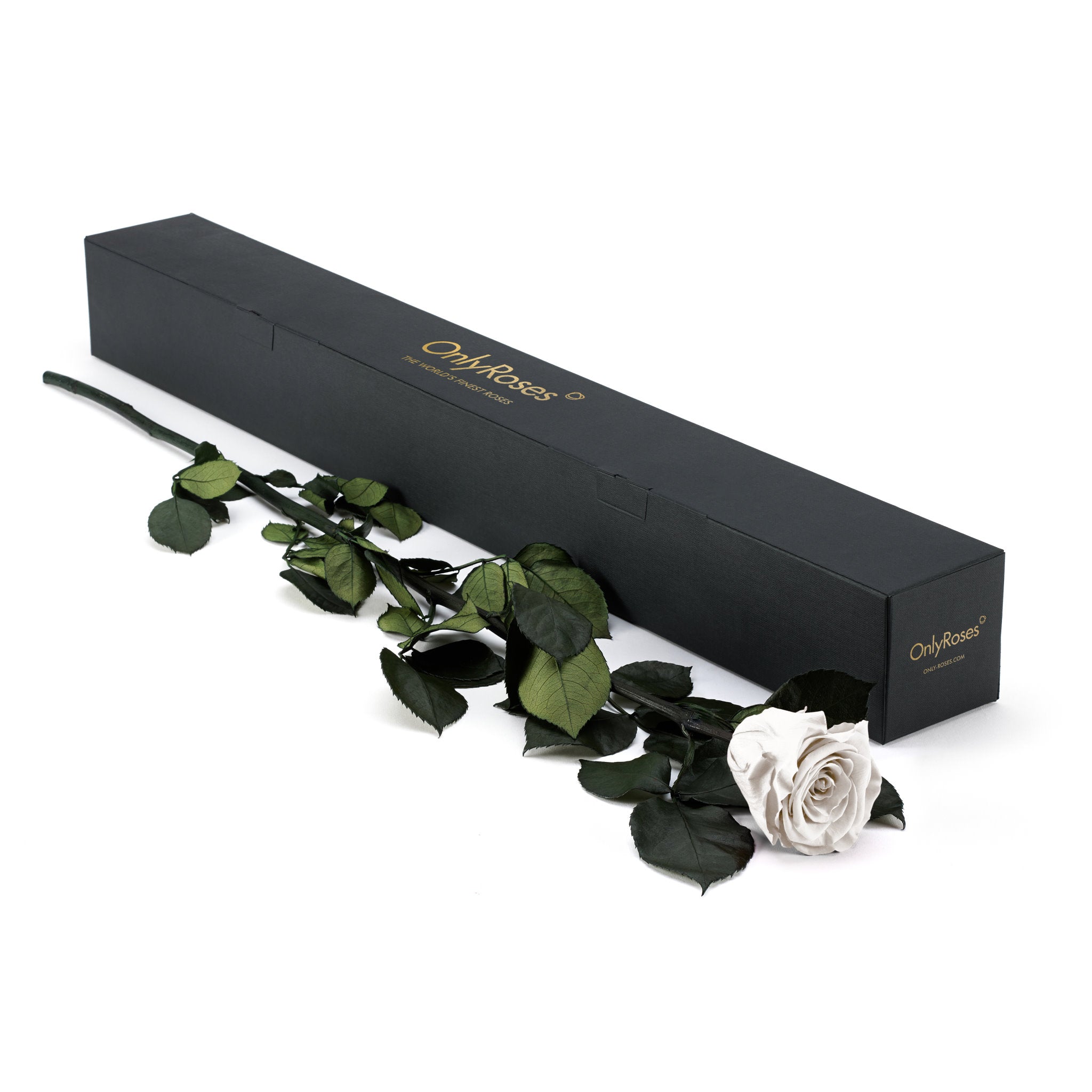 White rose with green leaves next to a black box labeled 'Only Roses' on a white background
