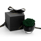 Dark green rose in a black container with a matching box on a white background
