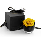 Yellow rose in a black container with a matching box, featuring 'Only Roses' branding.