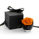 Orange rose in a black container with a matching black box on a white background