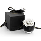 White rose in a black container with a matching box on a white background