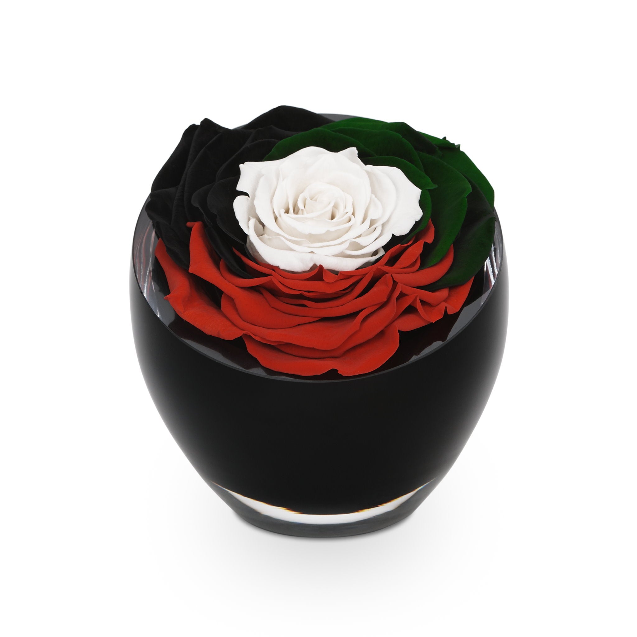 Black glass vase with red, white, and green preserved roses on a white background