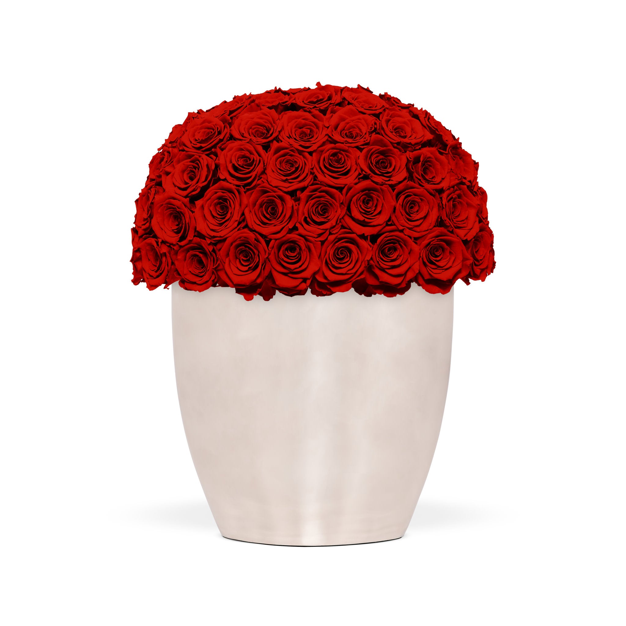 White vase filled with red roses on a white background