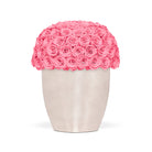 Vase filled with pink roses on a white background