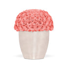 Vase filled with coral pink roses on a white background