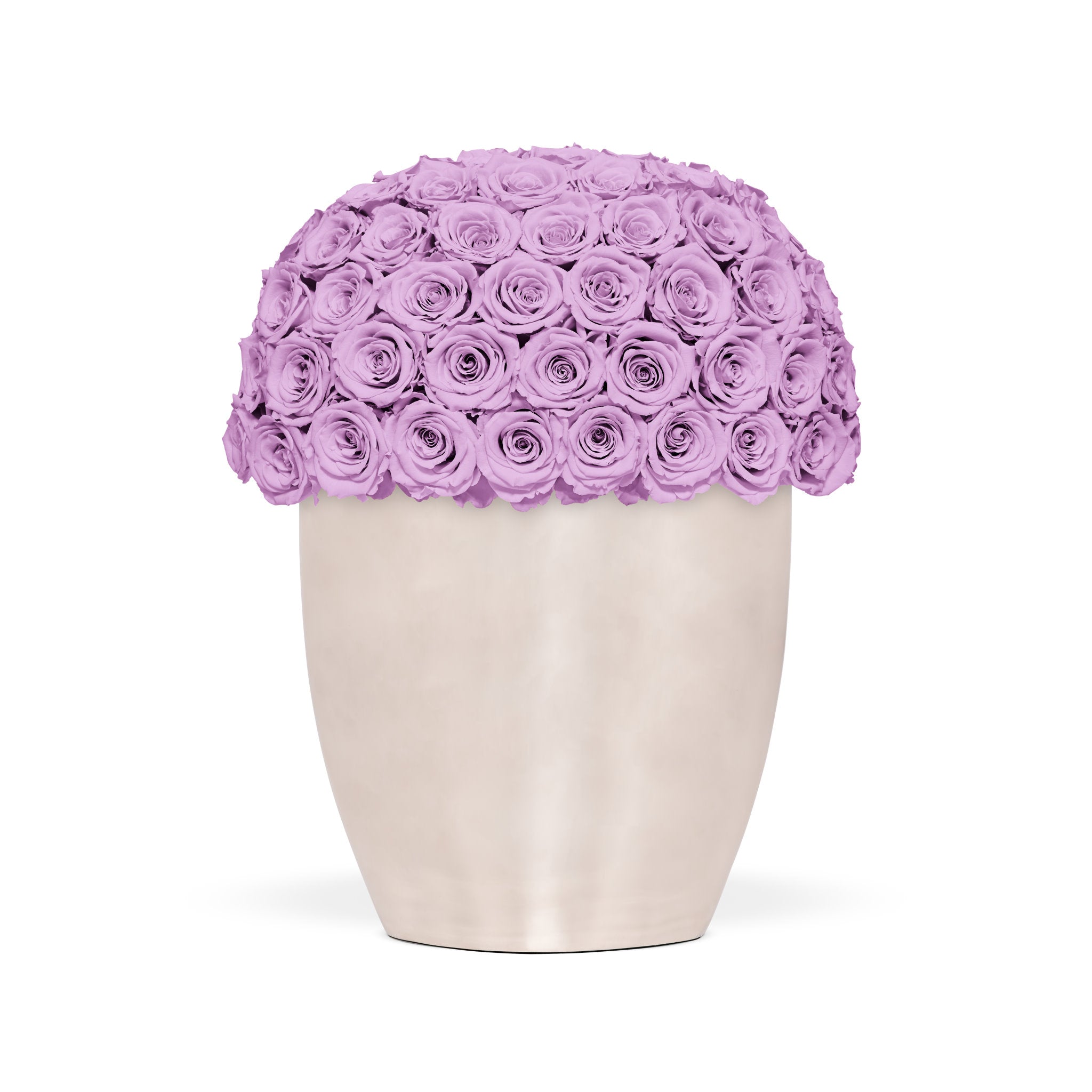 Vase filled with purple roses on a white background