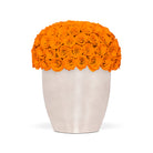 White vase filled with orange roses on a white background