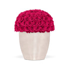 White vase filled with bright pink roses on a white background