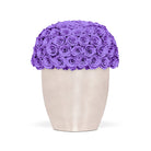 Vase filled with purple roses on a white background
