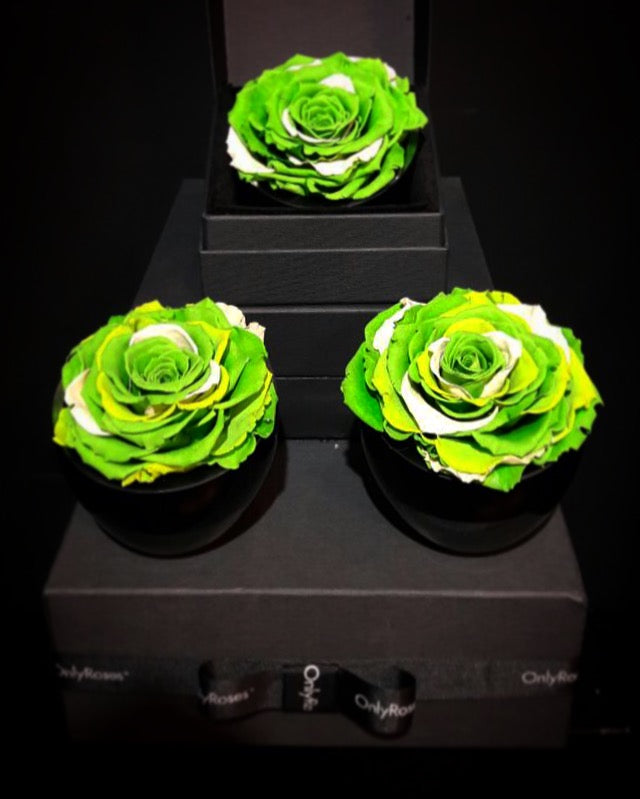 Three green and white decorative roses in black stands on a dark background